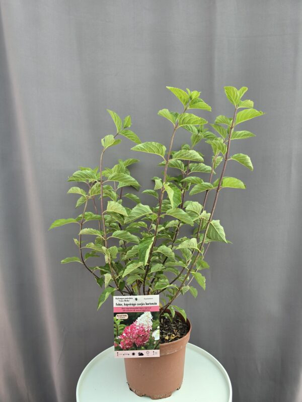 Hydrangea paniculata Fraise Melba ↑ 50cm ⊘ 19cm