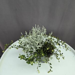 Calocephalus + muehlenbeckia - Porcserje - Párnacserje ↑ 15cm ⊘ 9cm