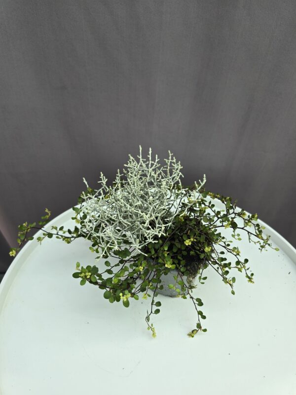 Calocephalus + muehlenbeckia - Porcserje - Párnacserje ↑ 15cm ⊘ 9cm