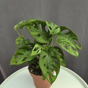 Monstera Adansonii ↑ 30cm ⊘ 12cm