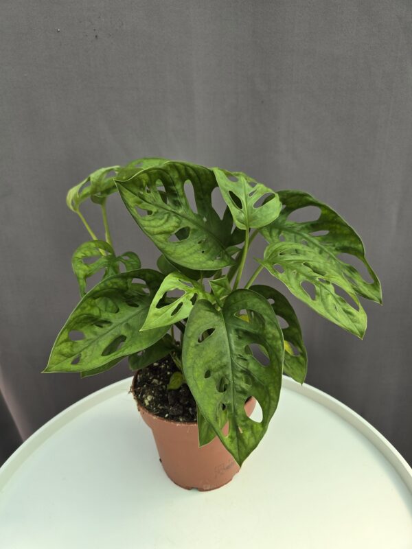 Monstera Adansonii ↑ 30cm ⊘ 12cm