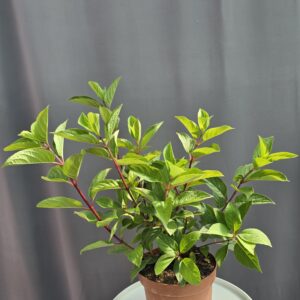 Hydrangea paniculata Wim's Red ↑ 50cm ⊘ 19cm