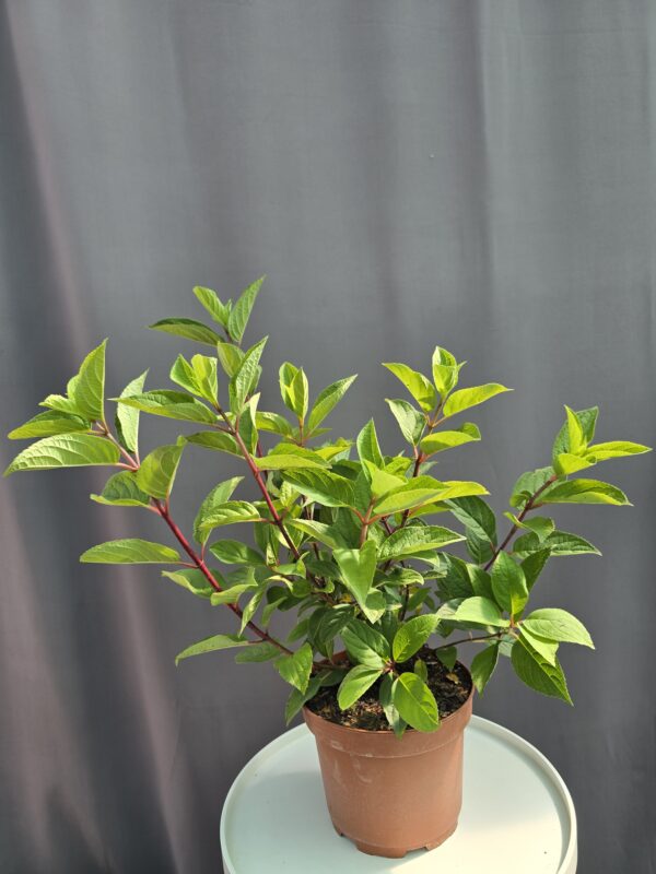 Hydrangea paniculata Wim's Red ↑ 50cm ⊘ 19cm