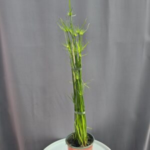 Törpe papiruszsás - Cyperus haspan ↑ 50cm ⊘ 14cm