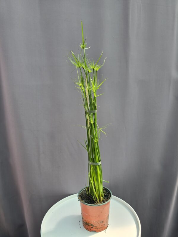 Törpe papiruszsás - Cyperus haspan ↑ 50cm ⊘ 14cm