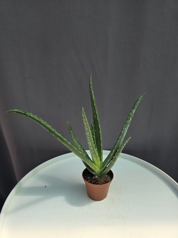 Aloe Vera mini ↑ 20cm ⊘ 7cm