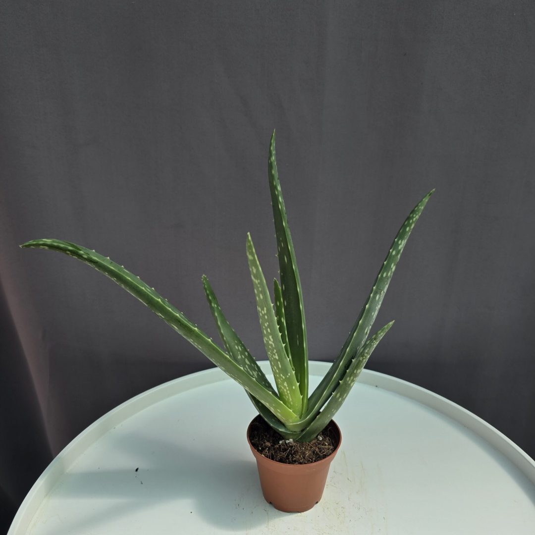 Aloe Vera mini ↑ 20cm ⊘ 7cm