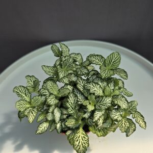 Fittonia Nr.1
