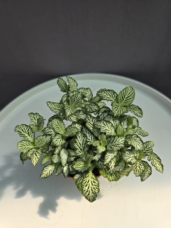 Fittonia Nr.1