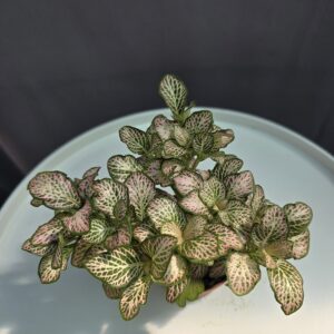 Fittonia Nr.2