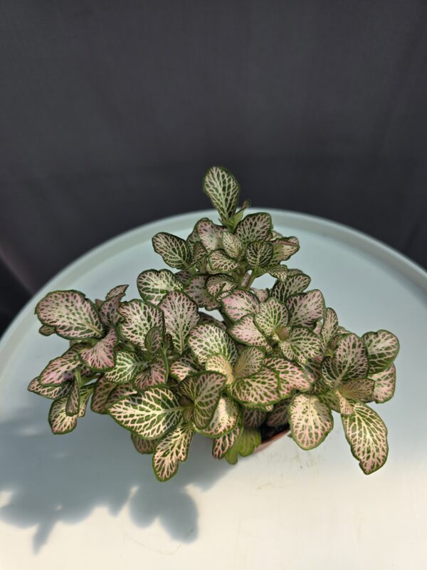 Fittonia Nr.2