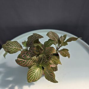 Fittonia Nr.4