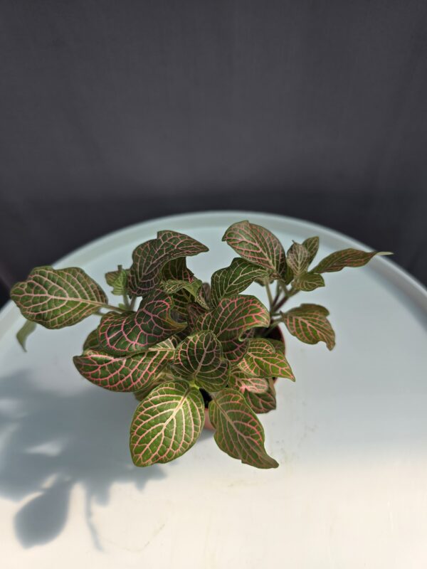 Fittonia Nr.4