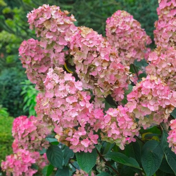 Hydrangea paniculata Pink Diamond - Bugás hortenzia ↑ 50cm ⊘ 19cm - Image 2
