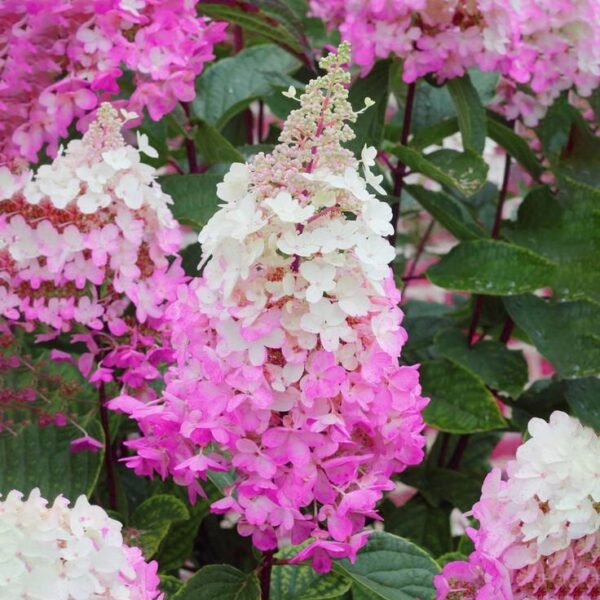 Hydrangea paniculata Fraise Melba ↑ 50cm ⊘ 19cm - Image 2