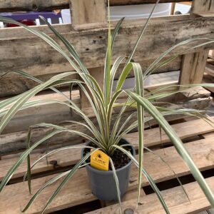Cordyline australis ‘Variegata’ / Villám akció ↑ 50cm ⊘ 18cm