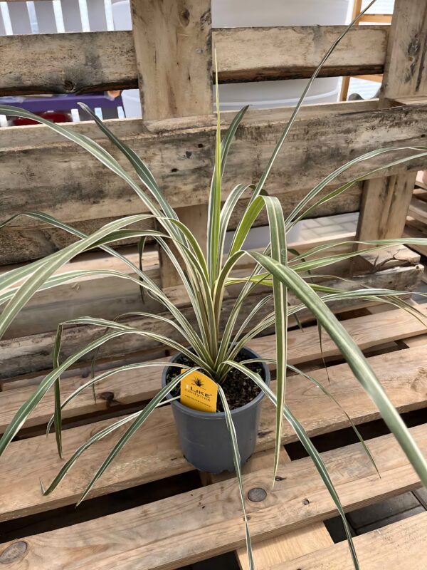 Cordyline australis ‘Variegata’ / Villám akció ↑ 50cm ⊘ 18cm
