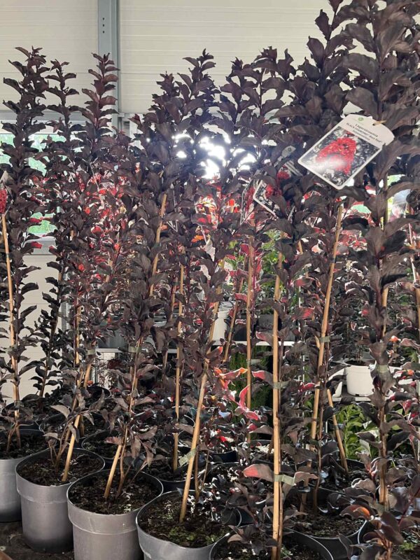 Lagerstroemia 'Black Diamond' - Image 2