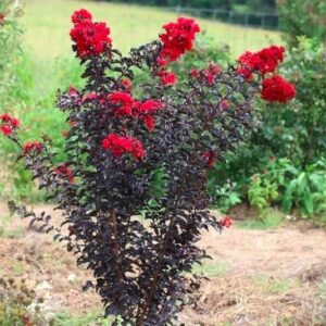 Lagerstroemia 'Black Diamond'