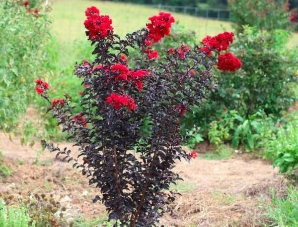 Lagerstroemia 'Black Diamond'