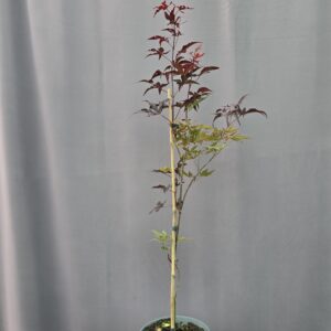 Acer Palmatum 'Bloodgood' ↑ 70cm ⊘21cm
