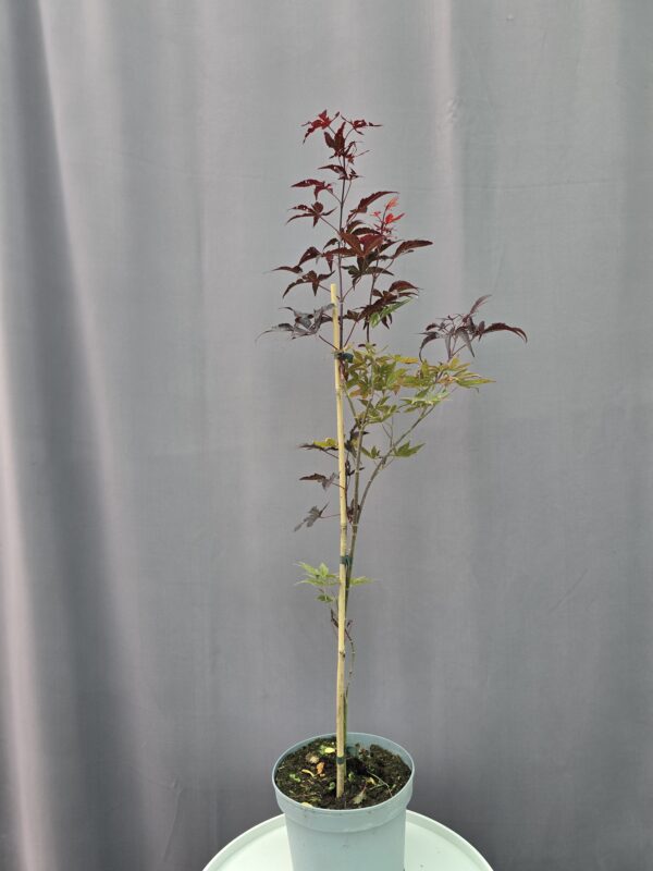 Acer Palmatum 'Bloodgood' ↑ 70cm ⊘21cm