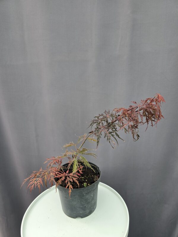 Acer Palmatum 'Hearth & Soul' ↑ 50cm ⊘ 21cm