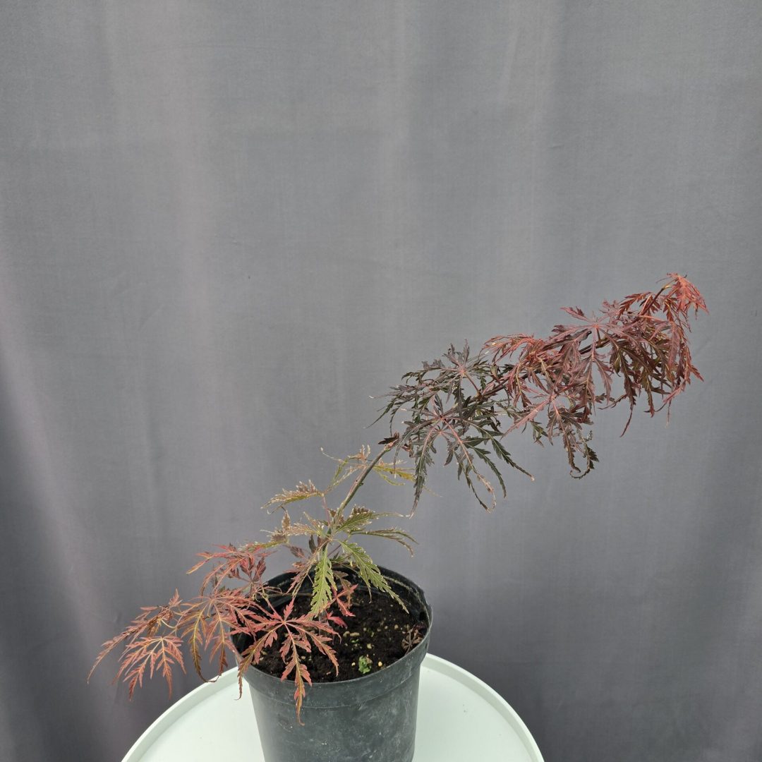 Acer Palmatum 'Hearth & Soul' ↑ 50cm ⊘ 21cm