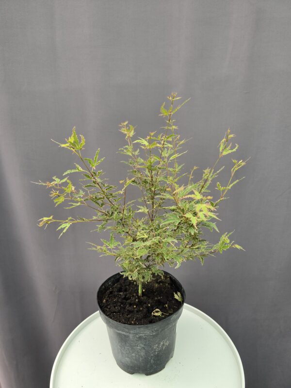 Acer Palmatum 'Butterfly' ↑ 50cm ⊘21cm