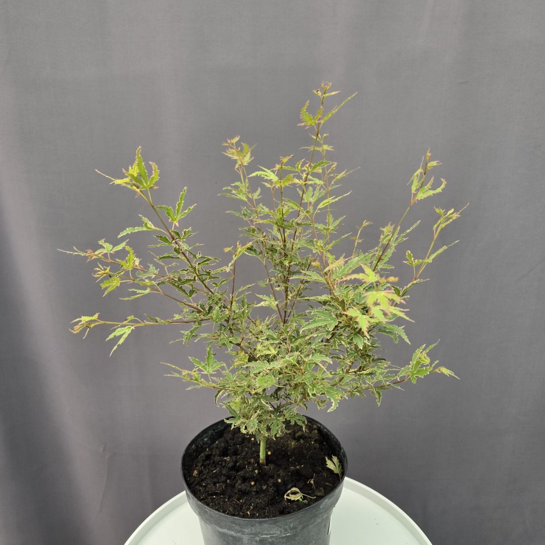 Acer Palmatum 'Butterfly' ↑ 50cm ⊘21cm