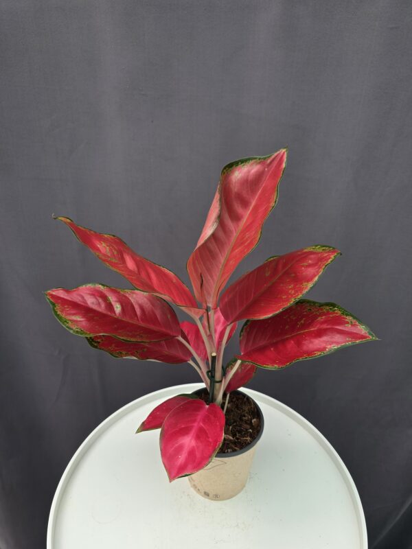 Agleonema Red Thai ↑ 35cm ⊘ 12cm