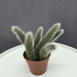 Majomfarkkaktusz-Cleistocactus winteri subsp. Colademononis ↑ 20cm ⊘ 10cm