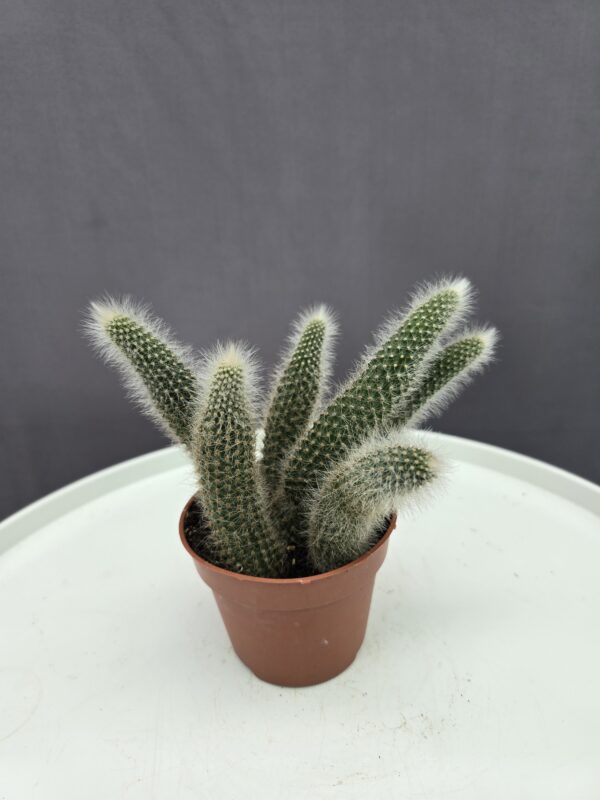 Majomfarkkaktusz-Cleistocactus winteri subsp. Colademononis ↑ 20cm ⊘ 10cm