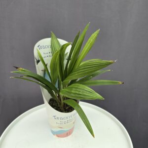 Kínai kenderpálma - Trachycarpus Fortunei 5 töves ↑ 25cm ⊘ 10cm