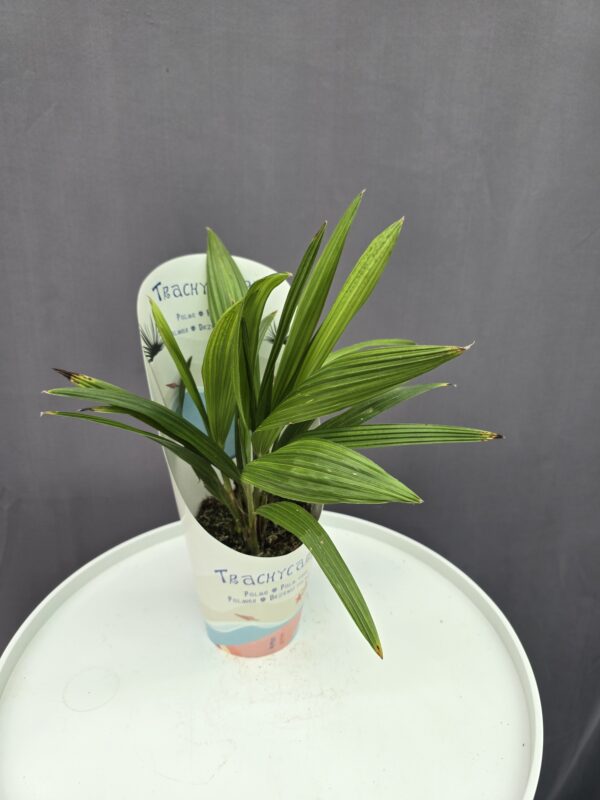 Kínai kenderpálma - Trachycarpus Fortunei 5 töves ↑ 25cm ⊘ 10cm