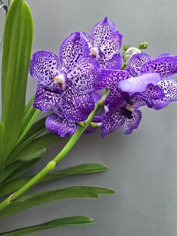 Vanda Orchidea Nr.2 ↑80cm - Image 2