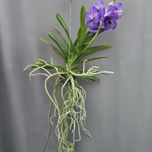 Vanda Orchidea Nr.2 ↑80cm