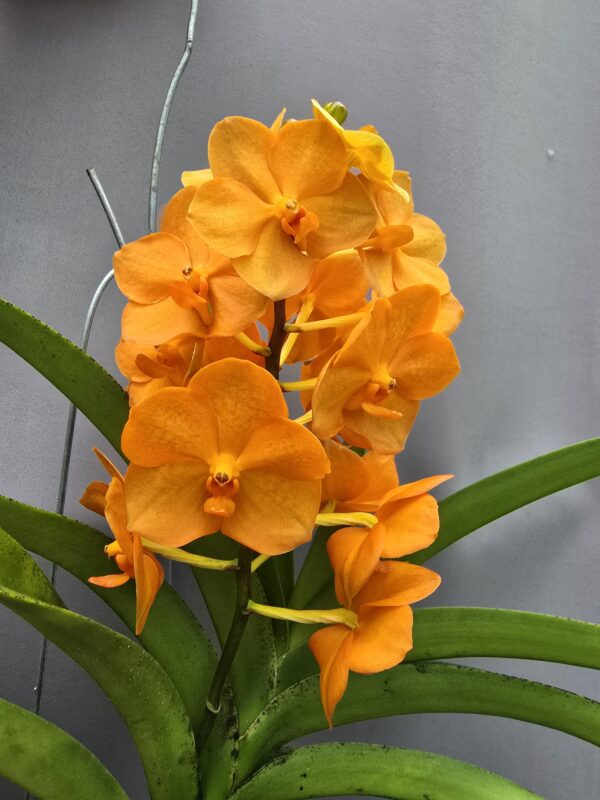 Vanda Orchidea Nr.3 ↑80cm - Image 2