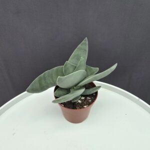 Crassula falcata 'Boomerang' ↑15cm ⊘10cm