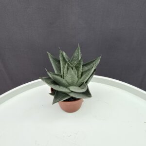 Haworthia savanna ↑10cm ⊘6cm
