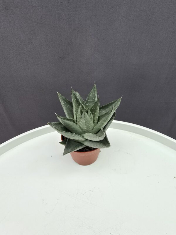 Haworthia savanna ↑10cm ⊘6cm