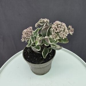 Sedum telephium SEDUCTION LA VIE EN ROSE ↑20cm ⊘13cm