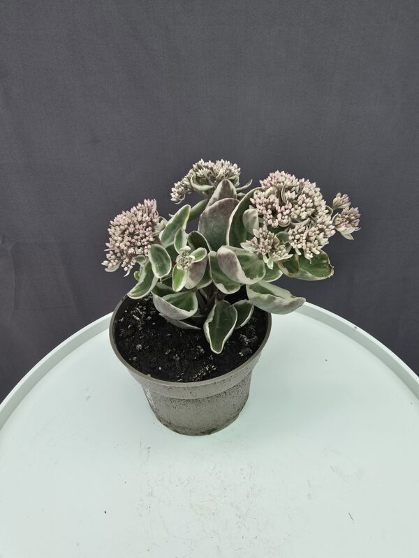 Sedum telephium SEDUCTION LA VIE EN ROSE ↑20cm ⊘13cm