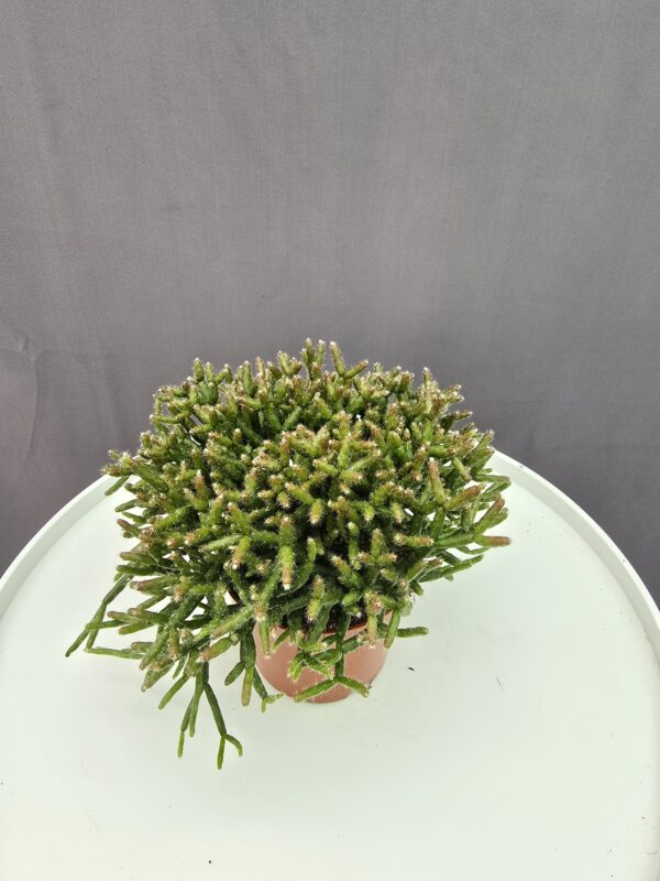 Vesszőkaktusz - Rhipsalis ↑20cm ⊘12cm