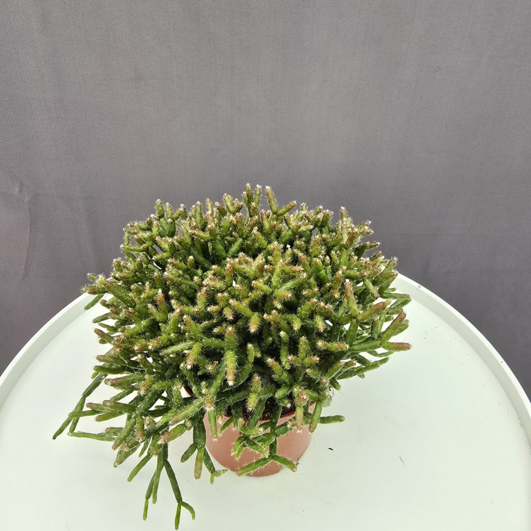 Vesszőkaktusz - Rhipsalis ↑20cm ⊘12cm