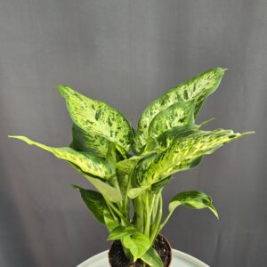 Dieffenbachia ↑40cm ⊘12cm