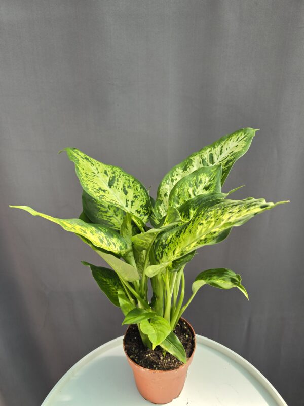 Dieffenbachia ↑40cm ⊘12cm