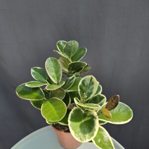 Hoya Australis Blondie ↑20cm ⊘12cm