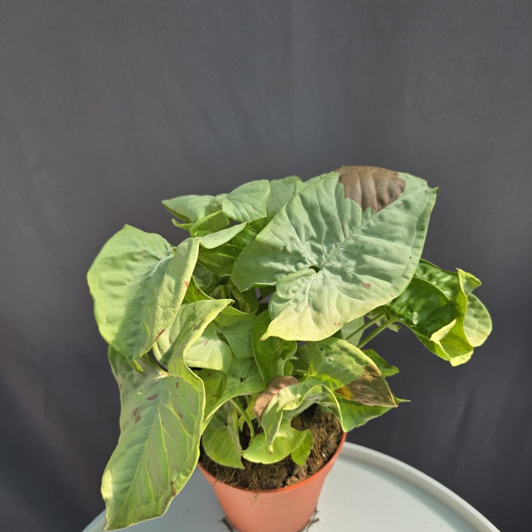 Syngonium Milk Confetti ↑25cm ⊘12cm