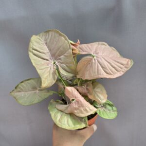 Syngonium Neon Robusta↑25cm ⊘12cm